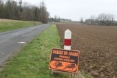 C'est le sanglier qui chasse ?